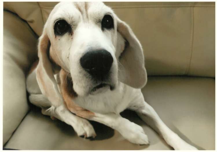 動物,犬,猫,しつけ,飼い方,育て方,病気,健康