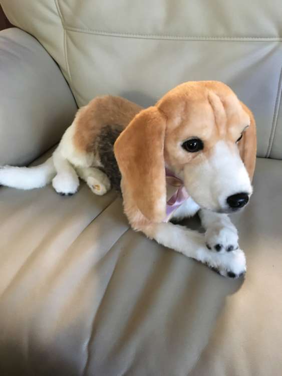 動物,犬,猫,しつけ,飼い方,育て方,病気,健康