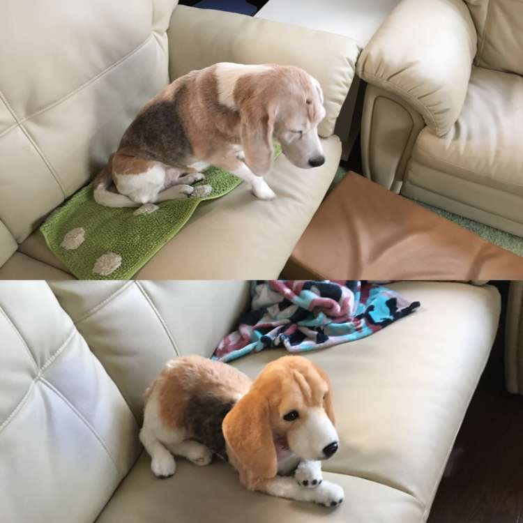 動物,犬,猫,しつけ,飼い方,育て方,病気,健康