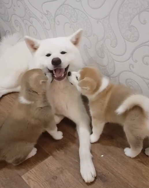 動物,犬,猫,しつけ,飼い方,育て方,病気,健康