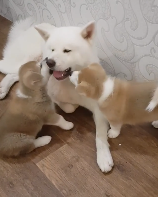 動物,犬,猫,しつけ,飼い方,育て方,病気,健康