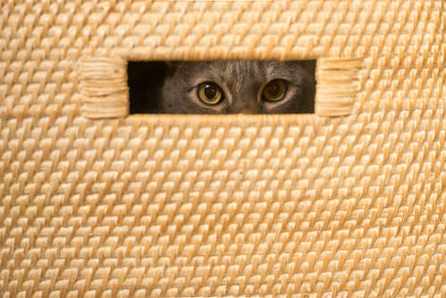 動物,犬,猫,しつけ,飼い方,育て方,病気,健康