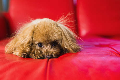 動物,犬,猫,しつけ,飼い方,育て方,病気,健康