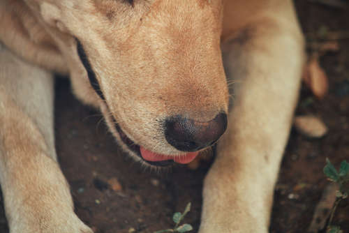 動物,犬,猫,しつけ,飼い方,育て方,病気,健康
