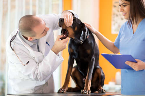 動物,犬,猫,しつけ,飼い方,育て方,病気,健康