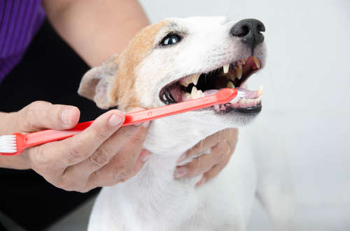 動物,犬,猫,しつけ,飼い方,育て方,病気,健康