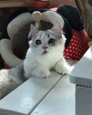 動物,犬,猫,しつけ,飼い方,育て方,病気,健康