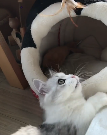 動物,犬,猫,しつけ,飼い方,育て方,病気,健康