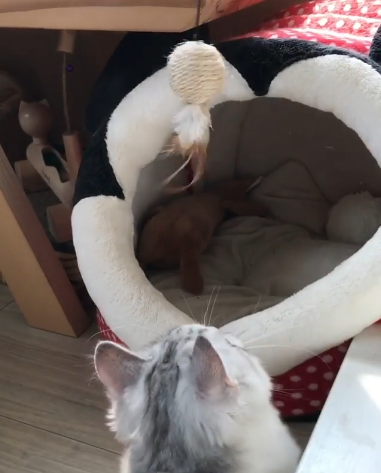 動物,犬,猫,しつけ,飼い方,育て方,病気,健康