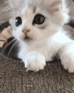 動物,犬,猫,しつけ,飼い方,育て方,病気,健康