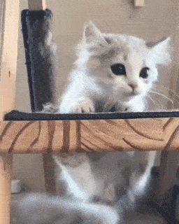 動物,犬,猫,しつけ,飼い方,育て方,病気,健康
