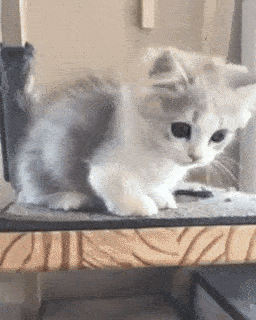 動物,犬,猫,しつけ,飼い方,育て方,病気,健康