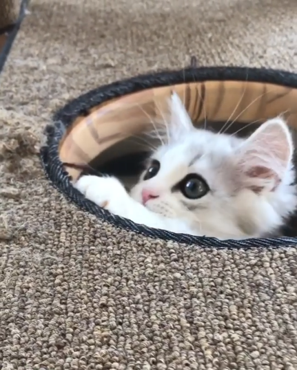 動物,犬,猫,しつけ,飼い方,育て方,病気,健康