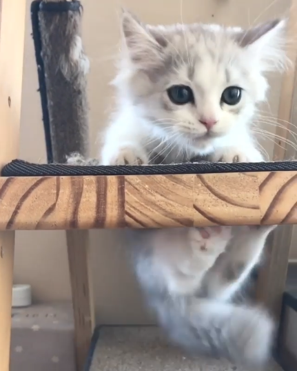 動物,犬,猫,しつけ,飼い方,育て方,病気,健康