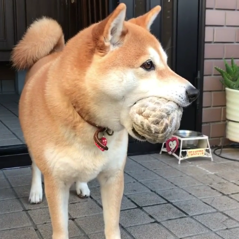 動物,犬,猫,しつけ,飼い方,育て方,病気,健康