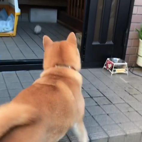 動物,犬,猫,しつけ,飼い方,育て方,病気,健康