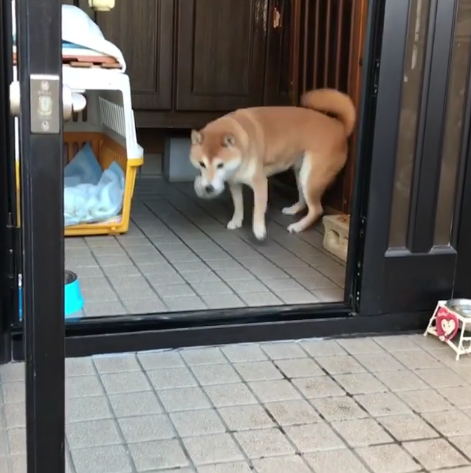 動物,犬,猫,しつけ,飼い方,育て方,病気,健康