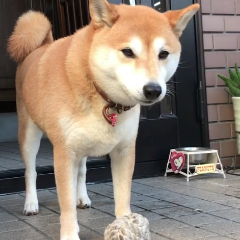 動物,犬,猫,しつけ,飼い方,育て方,病気,健康