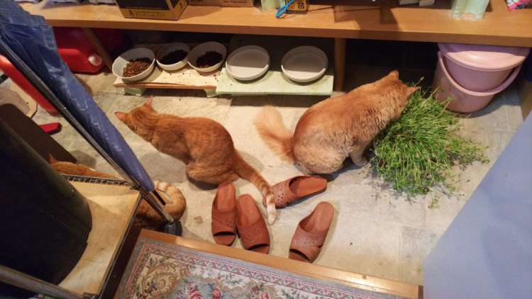 動物,犬,猫,しつけ,飼い方,育て方,病気,健康