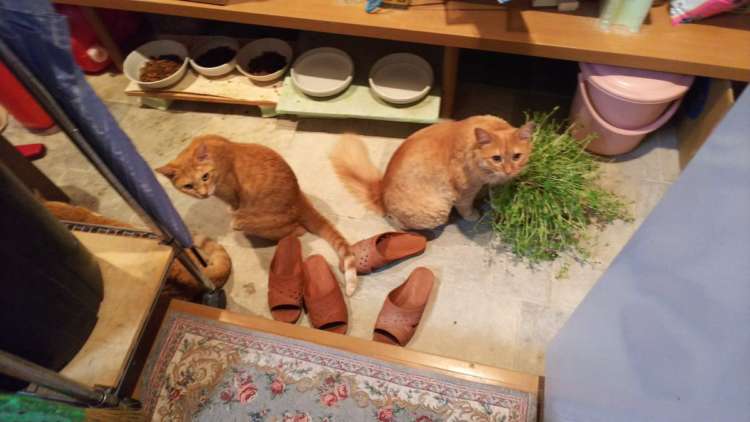 動物,犬,猫,しつけ,飼い方,育て方,病気,健康