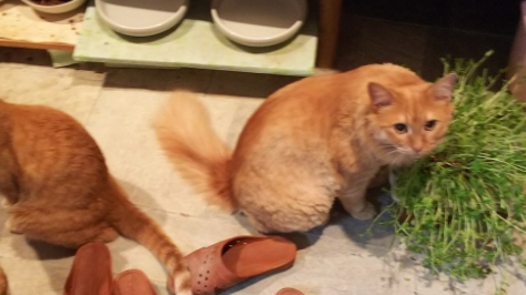 動物,犬,猫,しつけ,飼い方,育て方,病気,健康