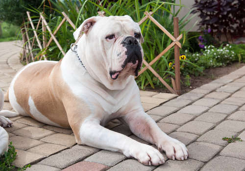 動物,犬,猫,しつけ,飼い方,育て方,病気,健康