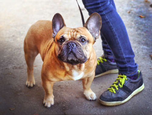 動物,犬,猫,しつけ,飼い方,育て方,病気,健康