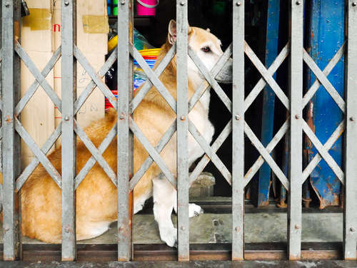 動物,犬,猫,しつけ,飼い方,育て方,病気,健康
