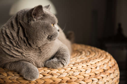 動物,犬,猫,しつけ,飼い方,育て方,病気,健康