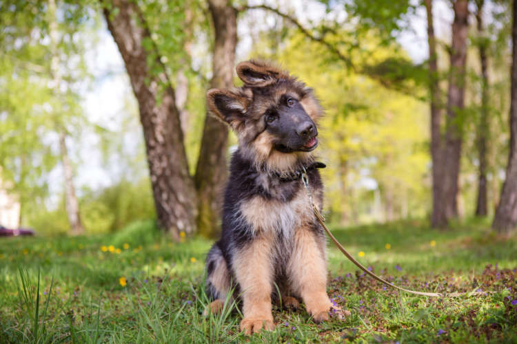 犬が散歩で歩こうとしない場合の対処法