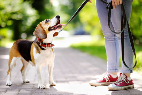 動物,犬,猫,しつけ,飼い方,育て方,病気,健康