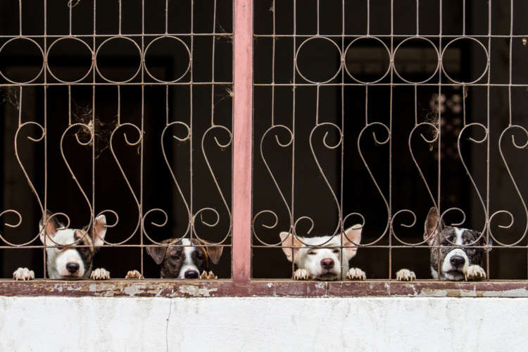 犬は留守番が苦手? 留守番のしつけ方法