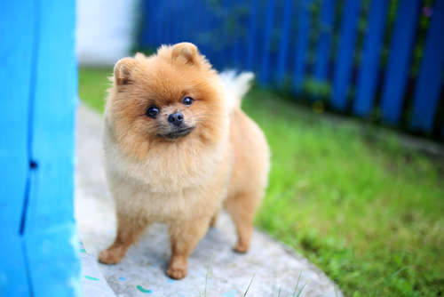 動物,犬,猫,しつけ,飼い方,育て方,病気,健康
