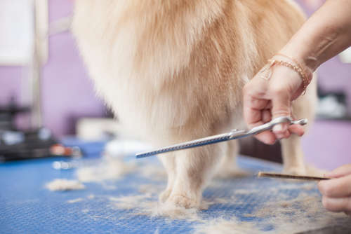 動物,犬,猫,しつけ,飼い方,育て方,病気,健康