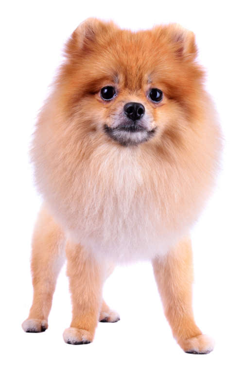 動物,犬,猫,しつけ,飼い方,育て方,病気,健康