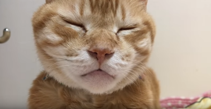 動物,犬,猫,しつけ,飼い方,育て方,病気,健康