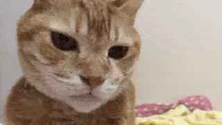 動物,犬,猫,しつけ,飼い方,育て方,病気,健康