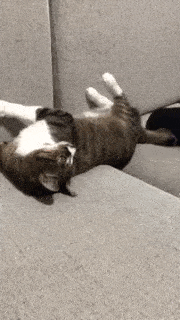 動物,犬,猫,しつけ,飼い方,育て方,病気,健康