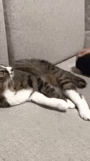 動物,犬,猫,しつけ,飼い方,育て方,病気,健康