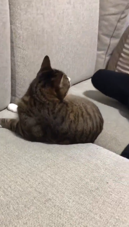 動物,犬,猫,しつけ,飼い方,育て方,病気,健康