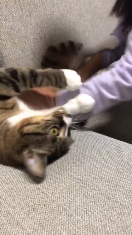 動物,犬,猫,しつけ,飼い方,育て方,病気,健康