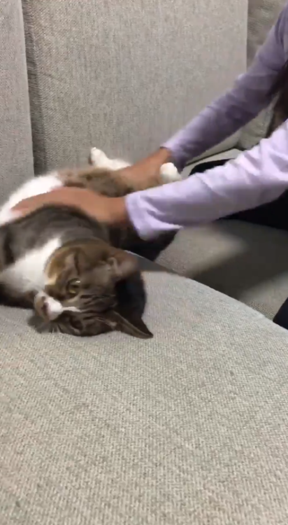動物,犬,猫,しつけ,飼い方,育て方,病気,健康