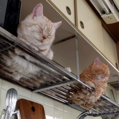 動物,犬,猫,しつけ,飼い方,育て方,病気,健康
