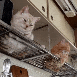 動物,犬,猫,しつけ,飼い方,育て方,病気,健康