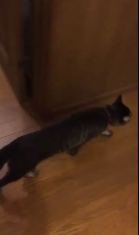 動物,犬,猫,しつけ,飼い方,育て方,病気,健康