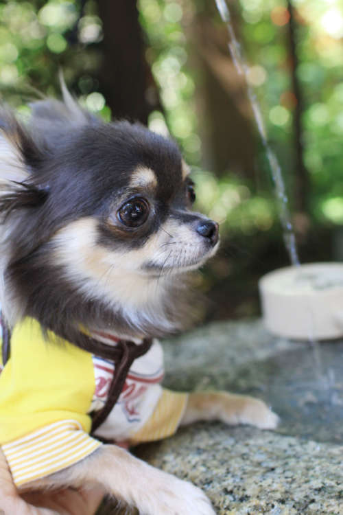動物,犬,猫,しつけ,飼い方,育て方,病気,健康