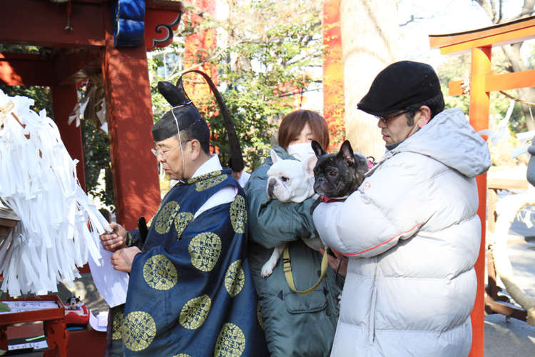 動物,犬,猫,しつけ,飼い方,育て方,病気,健康