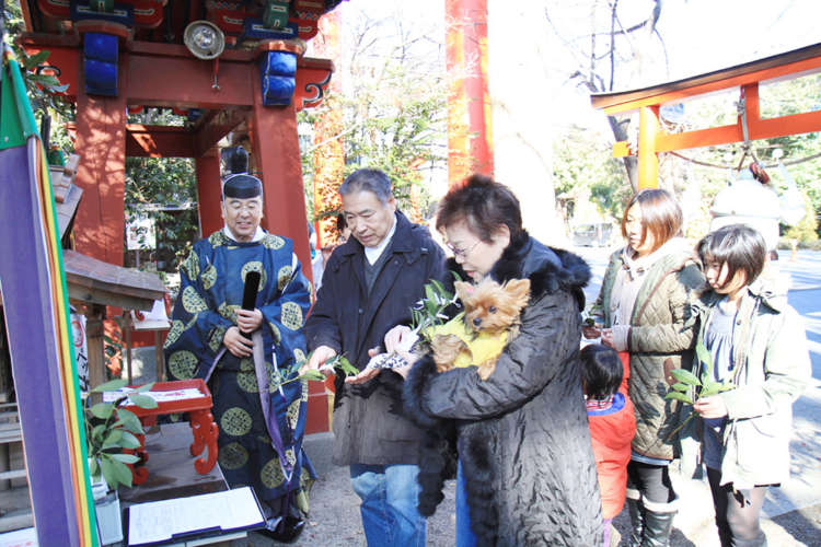 動物,犬,猫,しつけ,飼い方,育て方,病気,健康