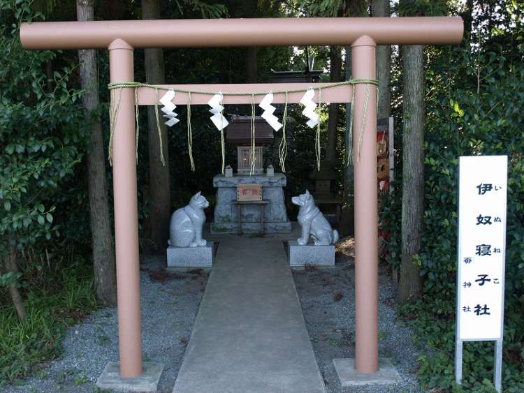 動物,犬,猫,しつけ,飼い方,育て方,病気,健康
