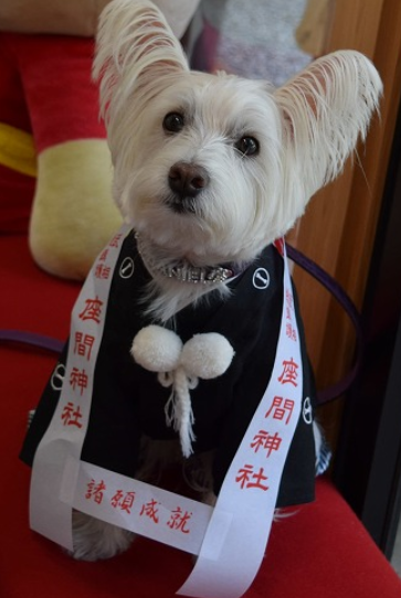 動物,犬,猫,しつけ,飼い方,育て方,病気,健康